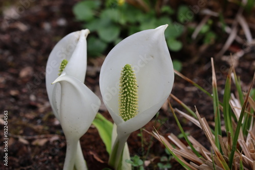 Lysichiton camtschatcensis photo
