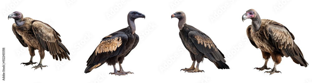 Fototapeta premium A collection of vulture birds isolated on a transparent background
