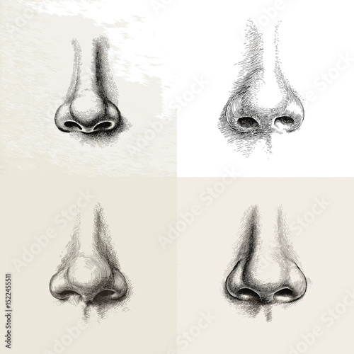 Hand-drawn realistic sketch illustrations of human noses from different angles, ideal for anatomy study and art references on textured backgrounds.

