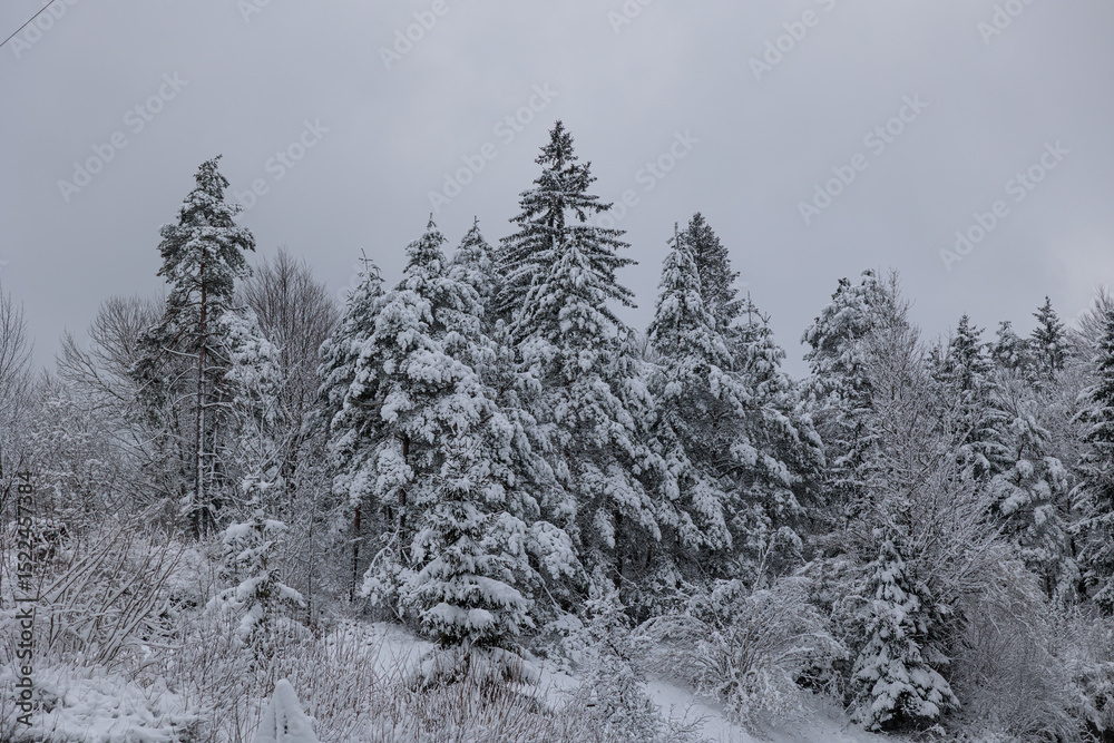 Obraz premium alberi coperti dalla neve in una foresta naturale di montagna, in Slovenia, di pomeriggio, sotto un cielo nuvoloso e grigio, in inverno
