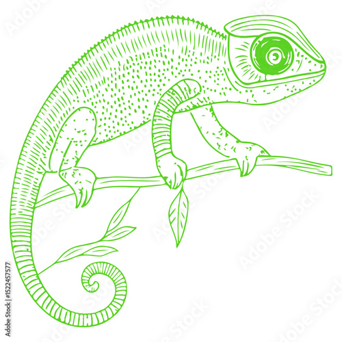 chameleon, reptile, vector, transparent background, creature, chamaeleonidae, nature, animal, wildlife, pet, isolated, colorful, color, colour, cute, tropical