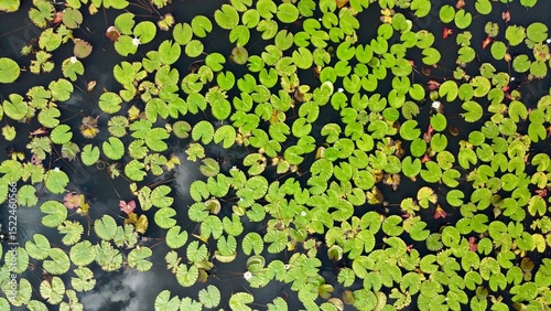 Tableau sur toile Still Waters and Lily Pads with Cloud reflection