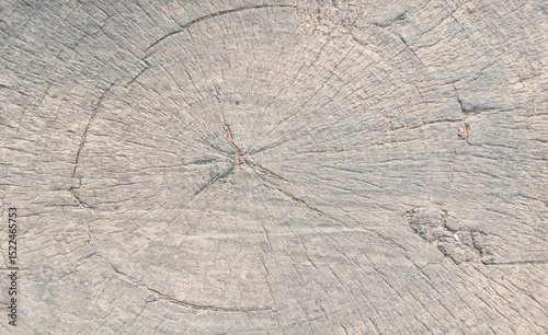 wooden texture background surface of a cut tree stump	