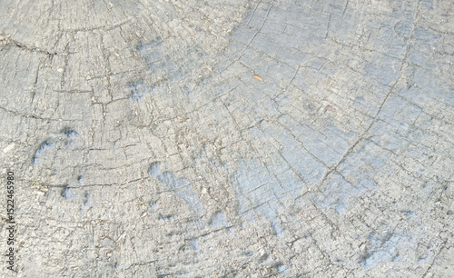 wooden texture background surface of a cut tree stump	