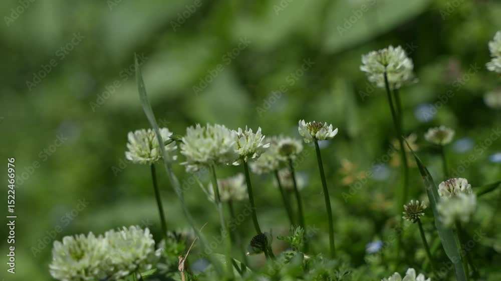 An unknown flower is bloom in hilly area soil. An unknown flower is bloom in hilly area soil.