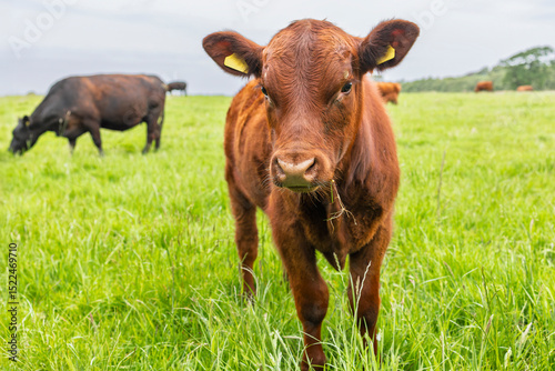Livestock Farming in UK: A curious Brown Calf in a Green Pasture