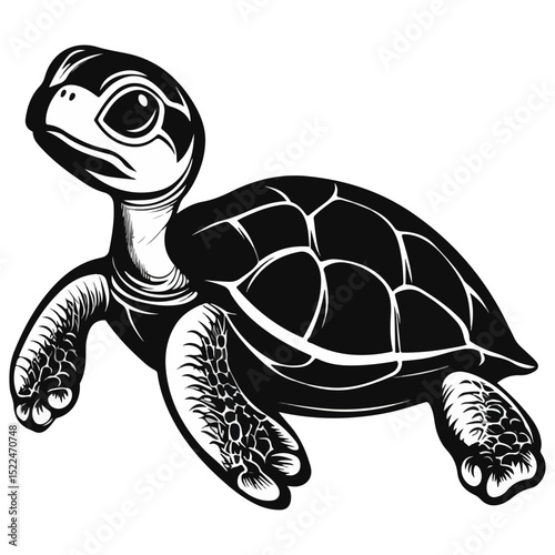snake-necked turtle, reptile, vector, transparent background, creature, chelidae, turtle, animal, tortoise, cute, shell, nature, wildlife, isolated, amphibian