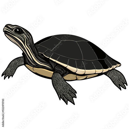 snake-necked turtle, reptile, vector, transparent background, creature, chelidae, turtle, animal, tortoise, cute, shell, nature, wildlife, isolated, amphibian