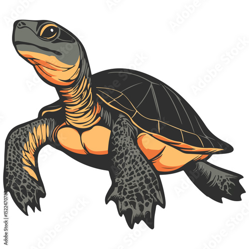 snake-necked turtle, reptile, vector, transparent background, creature, chelidae, turtle, animal, tortoise, cute, shell, nature, wildlife, isolated, amphibian