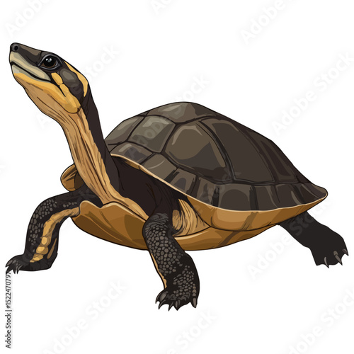 snake-necked turtle, reptile, vector, transparent background, creature, chelidae, turtle, animal, tortoise, cute, shell, nature, wildlife, isolated, amphibian