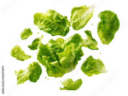 Falling fresh green lettuce salad leaves isolated on clipping path transprent