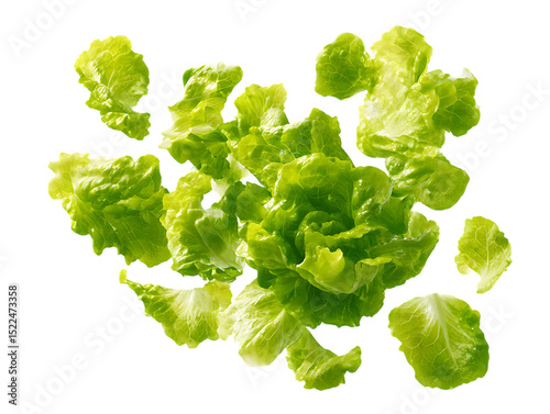 Falling fresh green lettuce salad leaves isolated on clipping path transprent