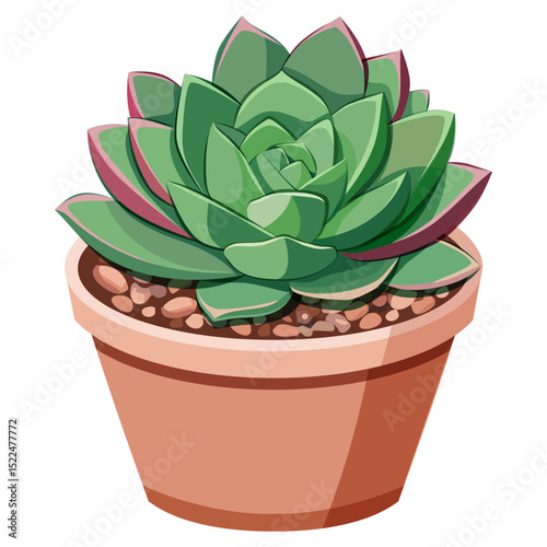 Succulent plant in a terracotta pot