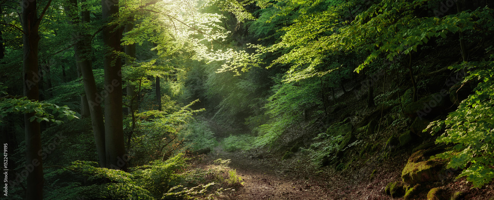 Fototapeta premium Panoramic woodland scenery with magical light. Dreamy painterly forest with softly illuminated tree branches shaping over a hiking path