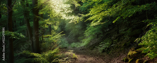 Panoramic woodland scenery with magical light. Dreamy painterly forest with softly illuminated tree branches shaping over a hiking path