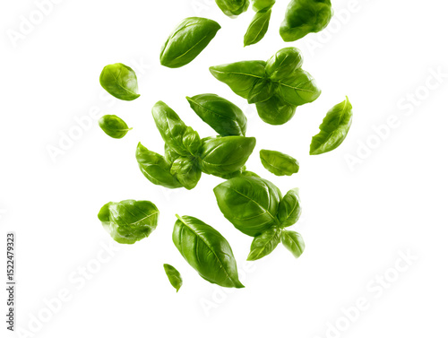 flying fresh basil leaves on clipping path transprent
