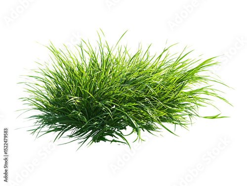 flying fresh green lawn grass on clipping path transprent