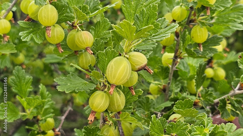 Sweden. Ribes uva-crispa, known as gooseberry or European gooseberry, is an Old World species of flowering shrub in the currant family, Grossulariaceae. Sweden. Ribes uva-crispa, known as gooseberry or European gooseberry, is an Old World species of flowering shrub in the currant family, Grossulariaceae.