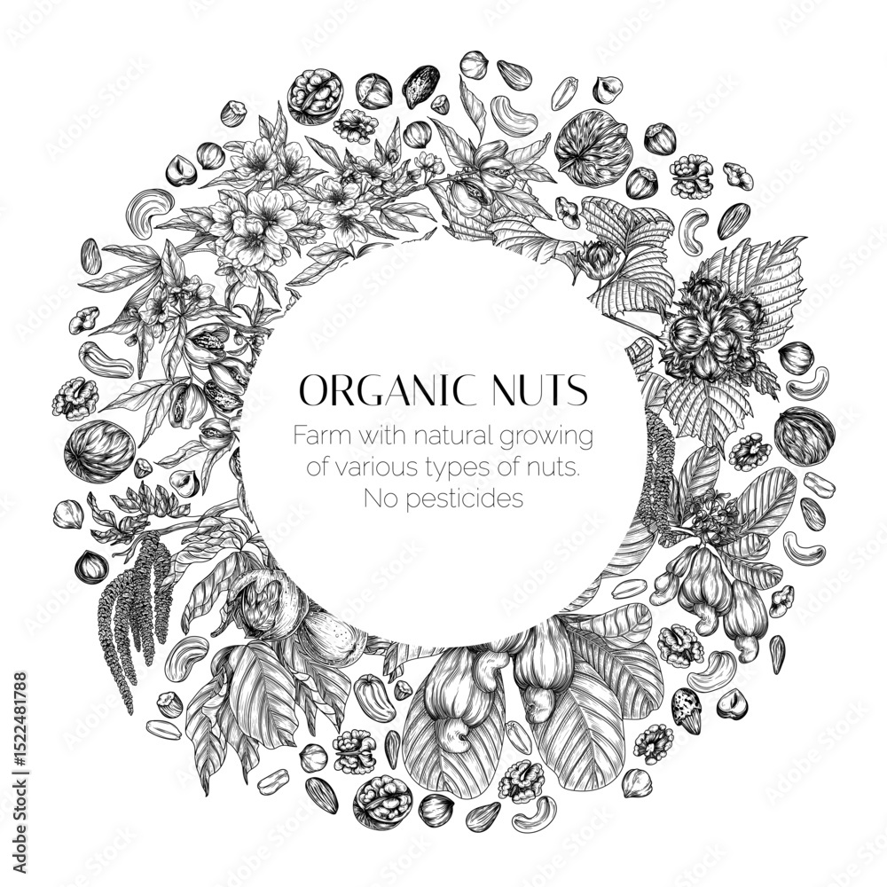 Obraz premium Vector frame with branches of nuts. Card template with almonds, hazelnuts, cashews, walnuts in engraving style. Growing superfood 