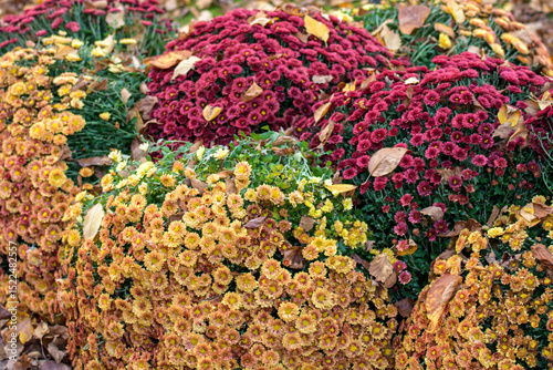 Chrysanthemums in the autumn garden red and yellow colors