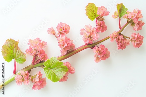 Pink flower branch isolated on white background