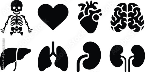 Anatomy organs illustration vector set of human body parts like heart brain lungs liver and kidneys editable stock vector illustration