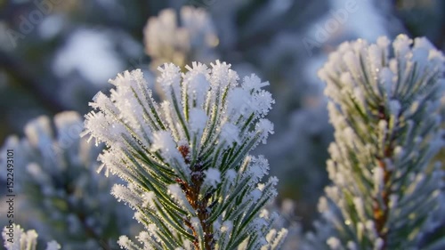 Close-up of Frosted Pine Needles in Winter Sunlight, Sparkling Ice Crystals