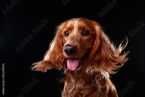 Photography English cocker spaniel on black background, studio portrait