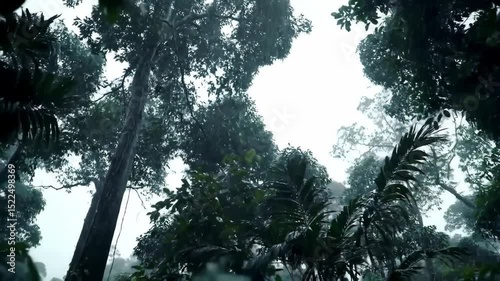 Rainswept Rainforest Canopy Lush Green Trees