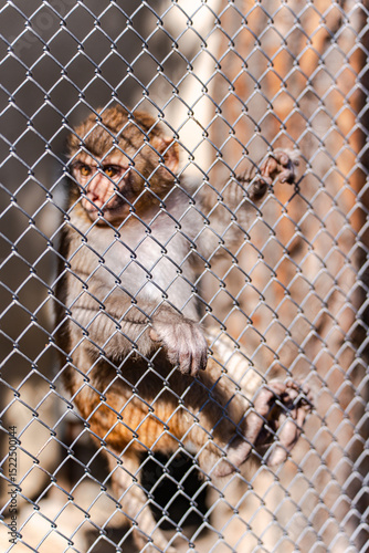 Monkey behind metal fence with thoughtful gaze photo