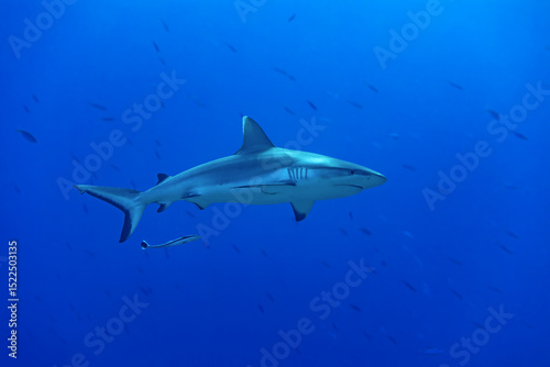 Wallpaper Mural Grey reef shark gliding through vibrant Maldivian waters Torontodigital.ca