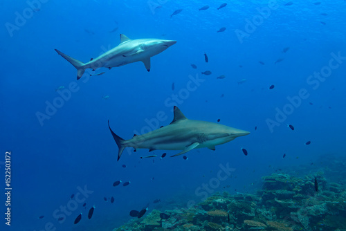 Silky sharks in the vibrant underwater world of the Maldives photo