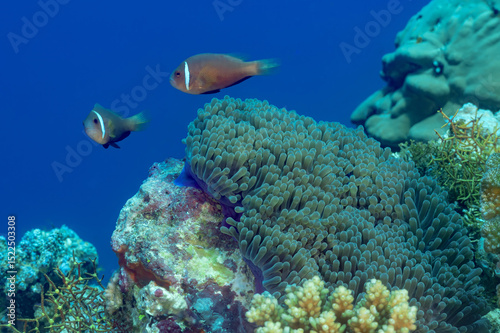 Maldives anemonefish with magnificent sea anemone in coral reef