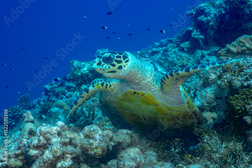 Green sea turtle gliding above vibrant coral reef in Maldives photo