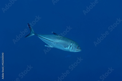 Calm bigeye trevally in the deep waters of the Maldives