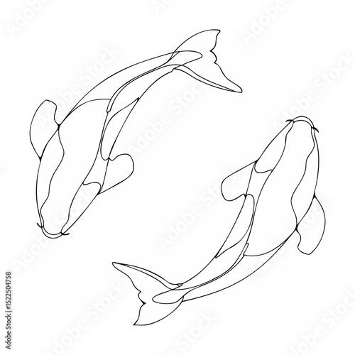 Two koi fish swimming in opposite directions with elegant continuous line art