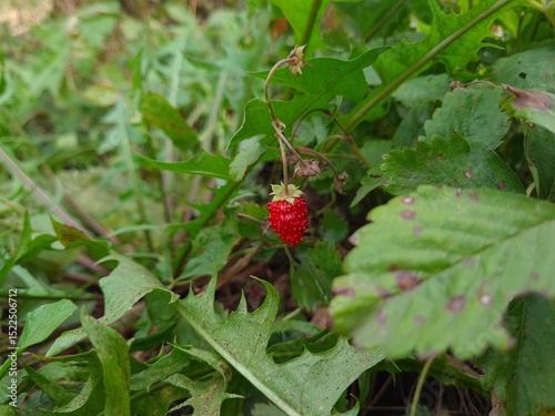 Ripe Strawberries in the Garden: A Fresh Harvest of Nature's Sweetest Bounty
 photo