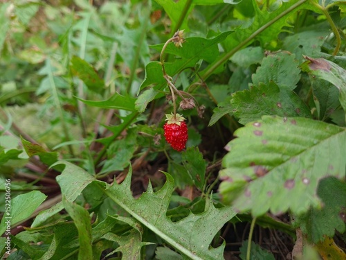 Ripe Strawberries in the Garden: A Fresh Harvest of Nature's Sweetest Bounty
 photo