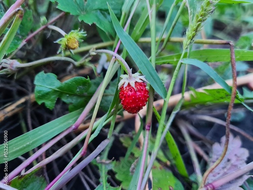 Ripe Strawberries in the Garden: A Fresh Harvest of Nature's Sweetest Bounty
 photo