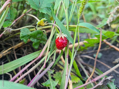 Ripe Strawberries in the Garden: A Fresh Harvest of Nature's Sweetest Bounty
 photo