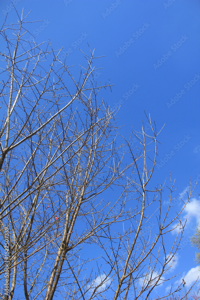 Obraz premium Bare Tree Branches Against Blue Sky. Tree branches without leaves reaching into a vivid blue sky, symbolizing seasonal change or minimalism in nature.