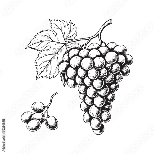 Grapes Doodle Illustration – Hand-Drawn Black and White Line Art on Transparent Background