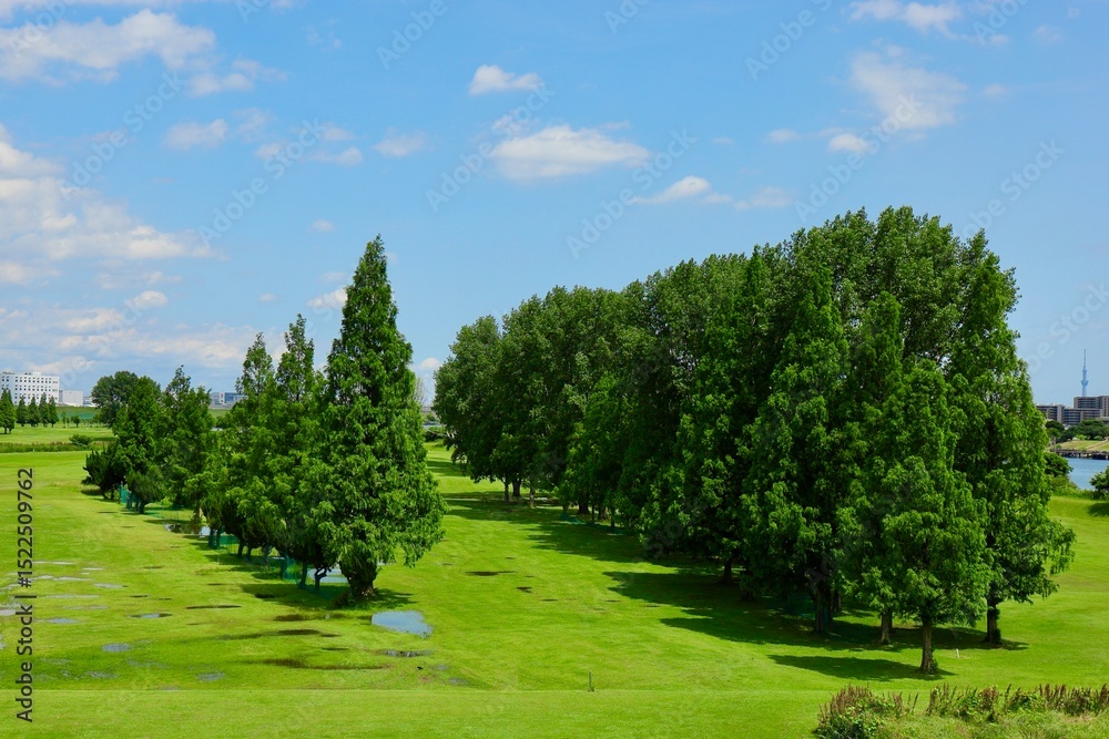 Fototapeta premium trees in the park
