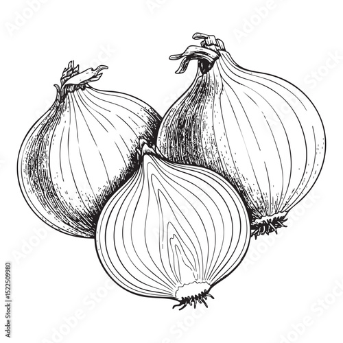 Onion Doodle Illustration – Hand-Drawn Black and White Line Art on Transparent Background