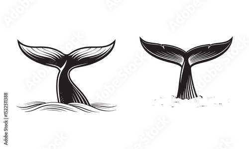 Whale tail in the water, vector illustration. Black and white whale’s sketch