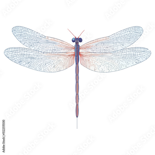dragonfly, insect, animal, vector, transparent background, creature, anisoptera, nature, wings, isolated, natural