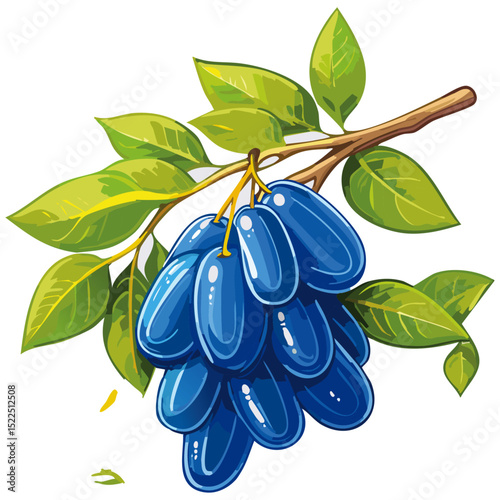 Honeysuckle on a branch vector color illustration. Summer berry with leaves on an isolated background for packaging and design.