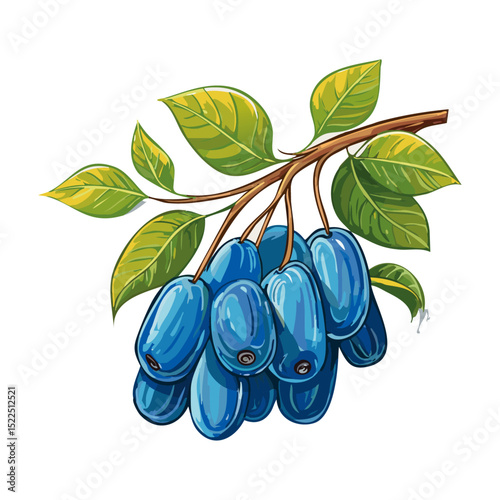 Honeysuckle on a branch vector color illustration. Summer berry with leaves on an isolated background for packaging and design.