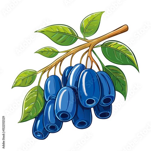 Honeysuckle on a branch vector color illustration. Summer berry with leaves on an isolated background for packaging and design.