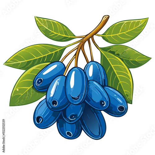 Honeysuckle on a branch vector color illustration. Summer berry with leaves on an isolated background for packaging and design.